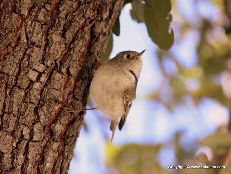 Ruby-crowned Kinglet